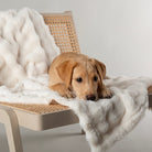 Clouds 'My First' Kitten & Puppy Blanket - Cream Dog Bed Scruffs® 