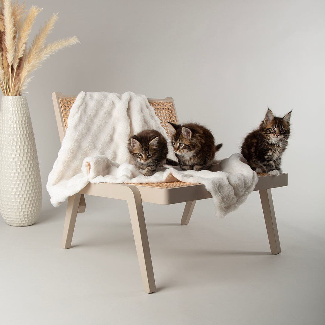 Clouds 'My First' Kitten & Puppy Blanket - Cream Dog Bed Scruffs® 