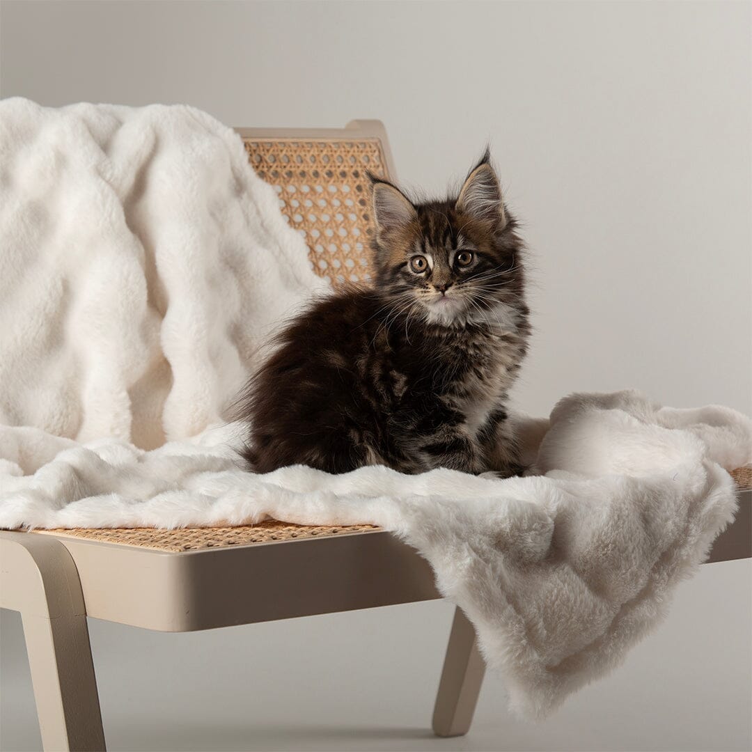 Clouds 'My First' Kitten & Puppy Blanket - Cream Dog Bed Scruffs® 