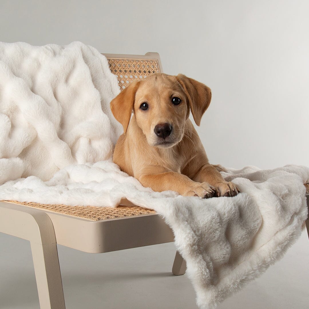 Clouds 'My First' Kitten & Puppy Blanket - Cream Dog Bed Scruffs® 