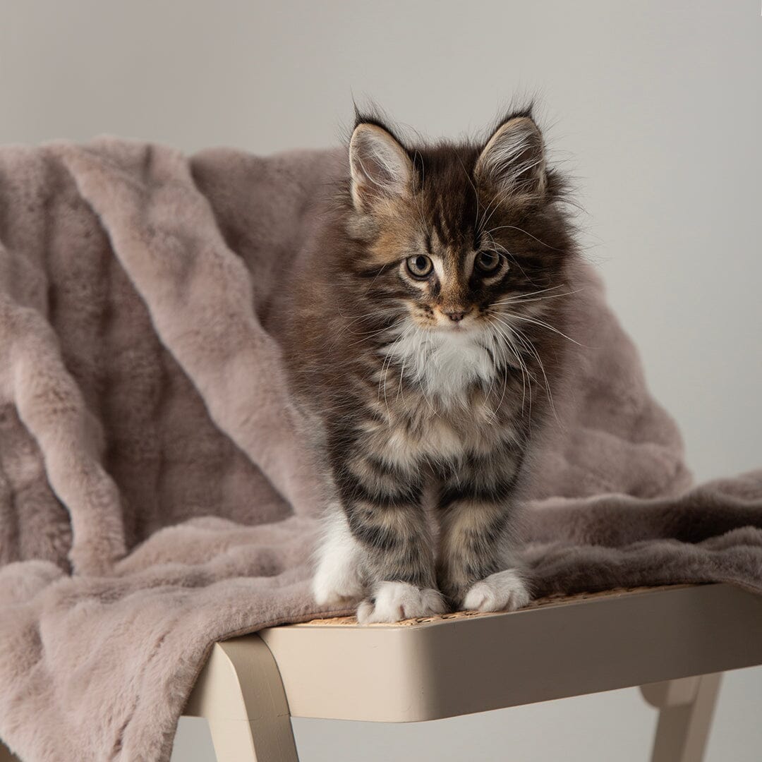 Clouds 'My First' Kitten & Puppy Blanket - Grey Dog Bed Scruffs® 