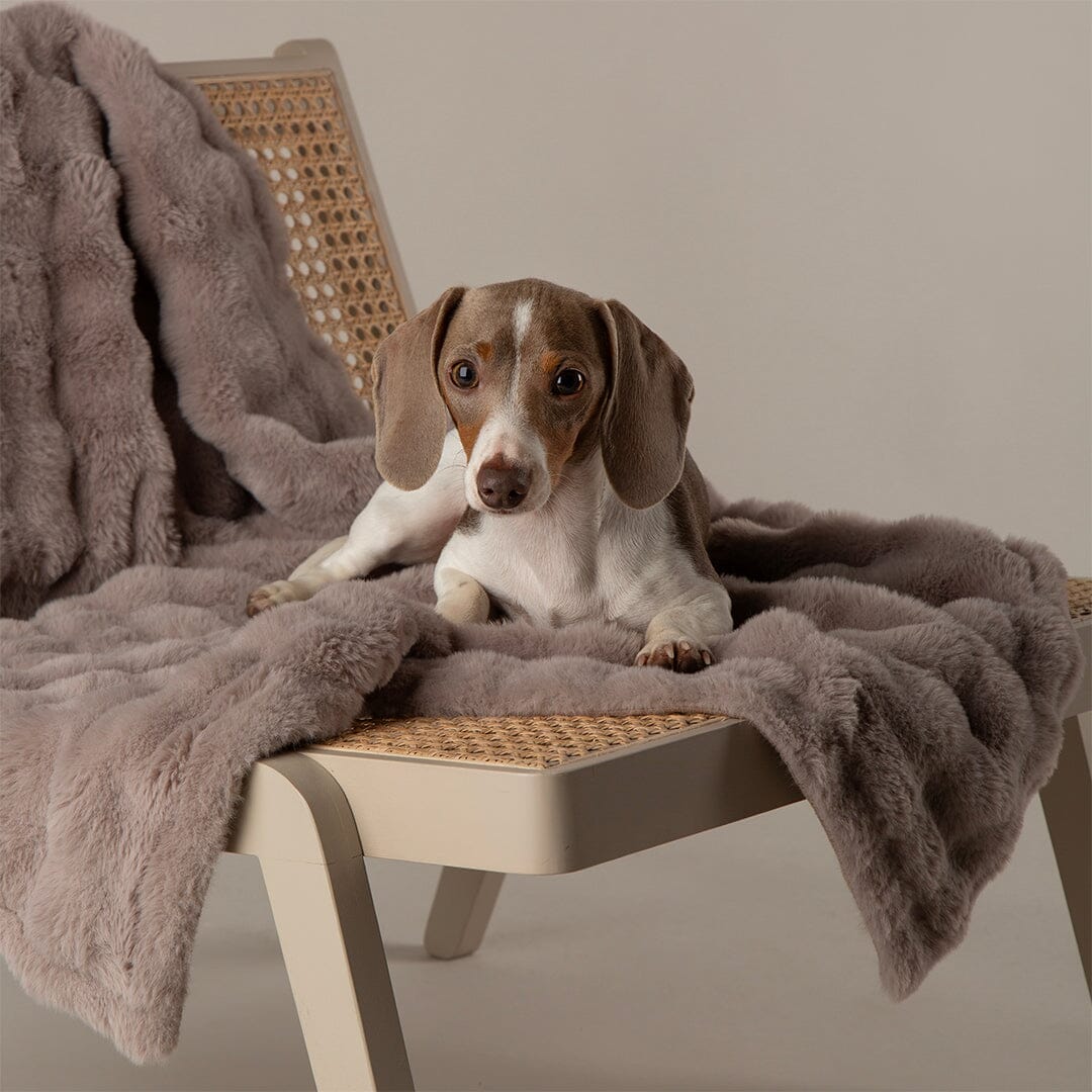 Clouds 'My First' Kitten & Puppy Blanket - Grey Dog Bed Scruffs® 