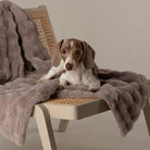 Clouds 'My First' Kitten & Puppy Blanket - Grey Dog Bed Scruffs® 