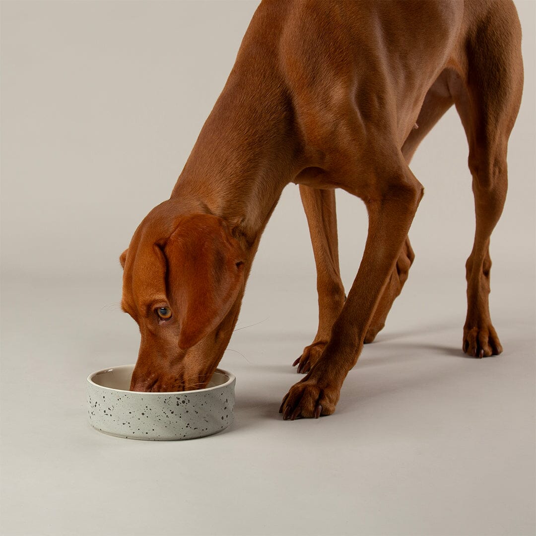 Zen 2 Piece Dog Bowl Food & Water Bowl Set - Grey Pet Bowls, Feeders & Waterers Scruffs® 