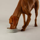 Zen 2 Piece Dog Bowl Food & Water Bowl Set - Grey Pet Bowls, Feeders & Waterers Scruffs® 