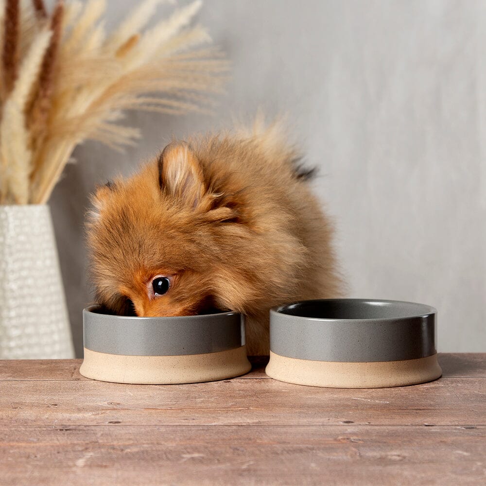 Scandi Dog Bowl Set in Grey small dog bowl Scruffs