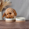 Scandi 2 Piece Non Tip Pet Food & Water Bowl - Cream Pet Bowls, Feeders & Waterers Scruffs® 16 x 16 x 5cm | 0.5L 