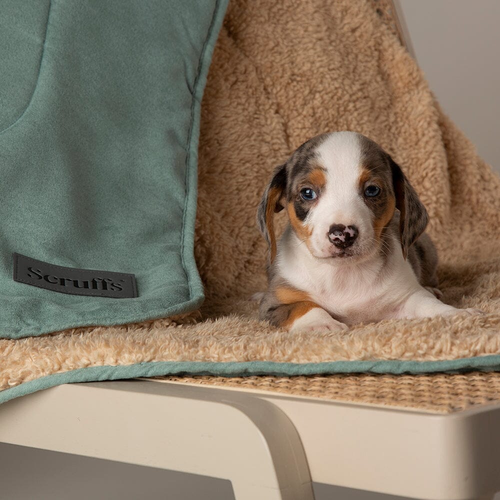 Snuggle Dog Blanket | Sage Green Pet Blankets – petslovescruffs