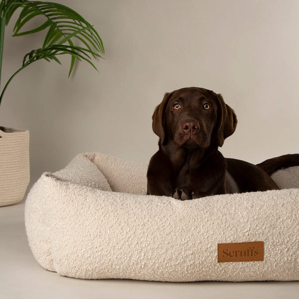 Boucle Box Bed - Ivory Dog Bed Scruffs® 