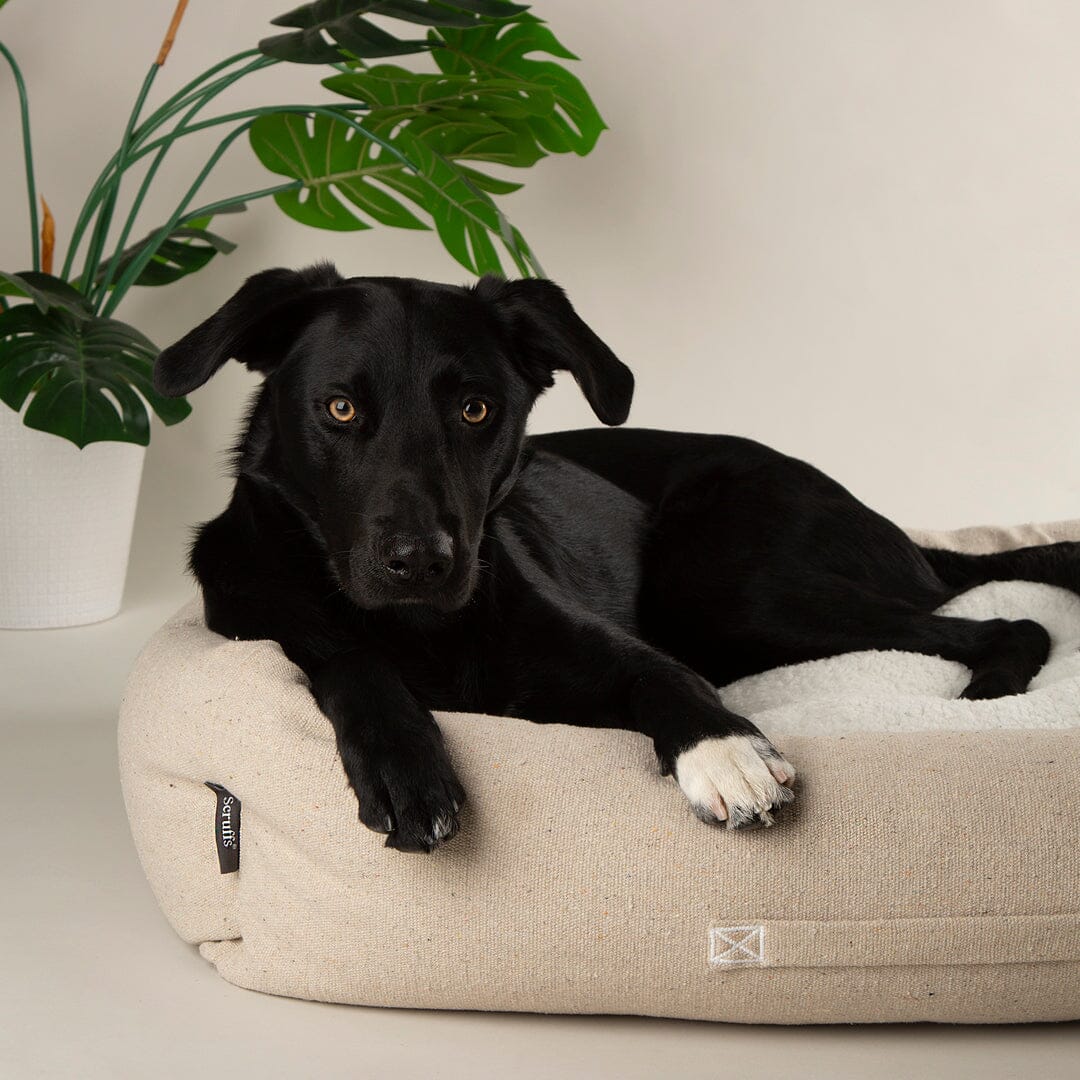 Eden 100% Recycled Box Bed - Cream Dog Beds Scruffs® 