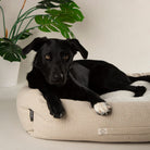 Eden 100% Recycled Box Bed - Cream Dog Beds Scruffs® 