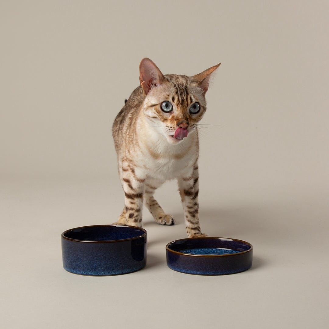Reactive Glaze 2 Piece Cat Food Bowl & Saucer Set Midnight
