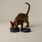 Reactive Glaze 2 Piece Cat Food Bowl & Saucer Set - Midnight Blue Pet Bowls, Feeders & Waterers Scruffs® 