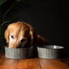 Reactive Glaze 2 Piece Dog Food & Water Bowl Set - Pinstripe Grey Pet Bowls, Feeders & Waterers Scruffs® 19 x 19 x 8cm | 1.6L 