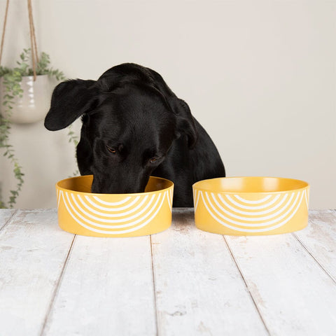 Aztec 2 Piece Dog Food & Water Bowl Set - Sunflower Yellow Pet Bowls, Feeders & Waterers Scruffs® 