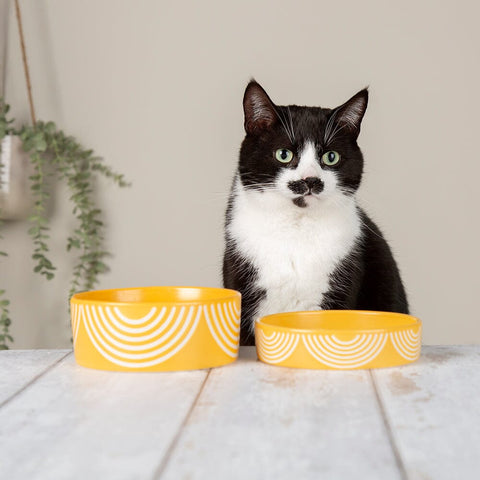 Aztec 2 Piece Cat Food Bowl & Saucer Set - Sunflower Yellow Pet Bowls, Feeders & Waterers Scruffs® 