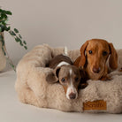 Alpine Box Bed - Champagne Dog Beds Scruffs® 