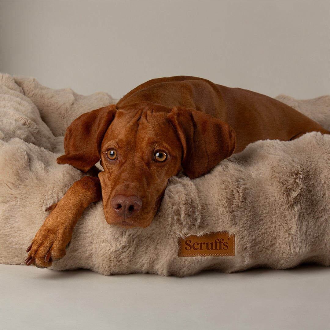 Alpine Box Bed - Champagne Dog Beds Scruffs® 