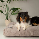 Oxford Orthopaedic Mattress - Silver Dog Bed Scruffs® 