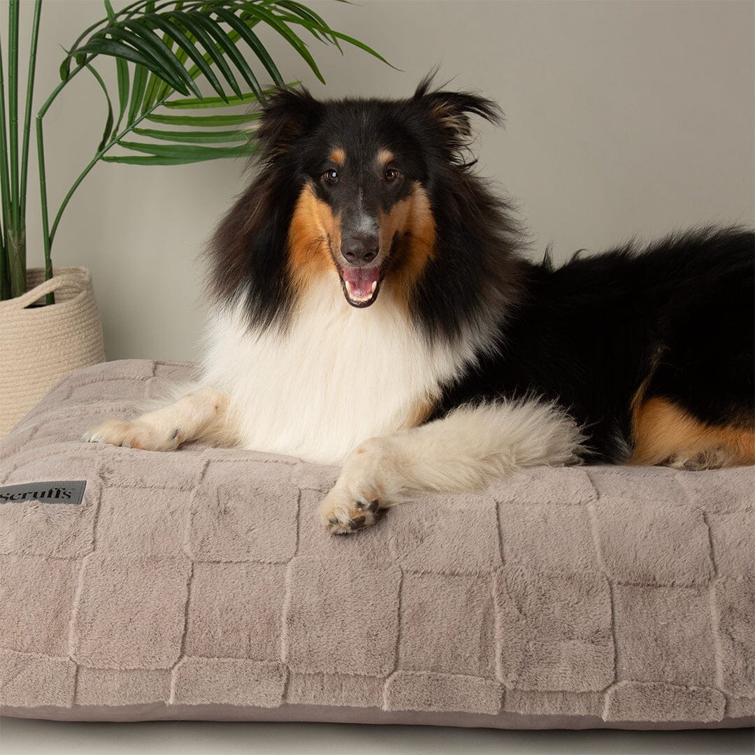 Oxford Orthopaedic Mattress - Silver Dog Bed Scruffs® 