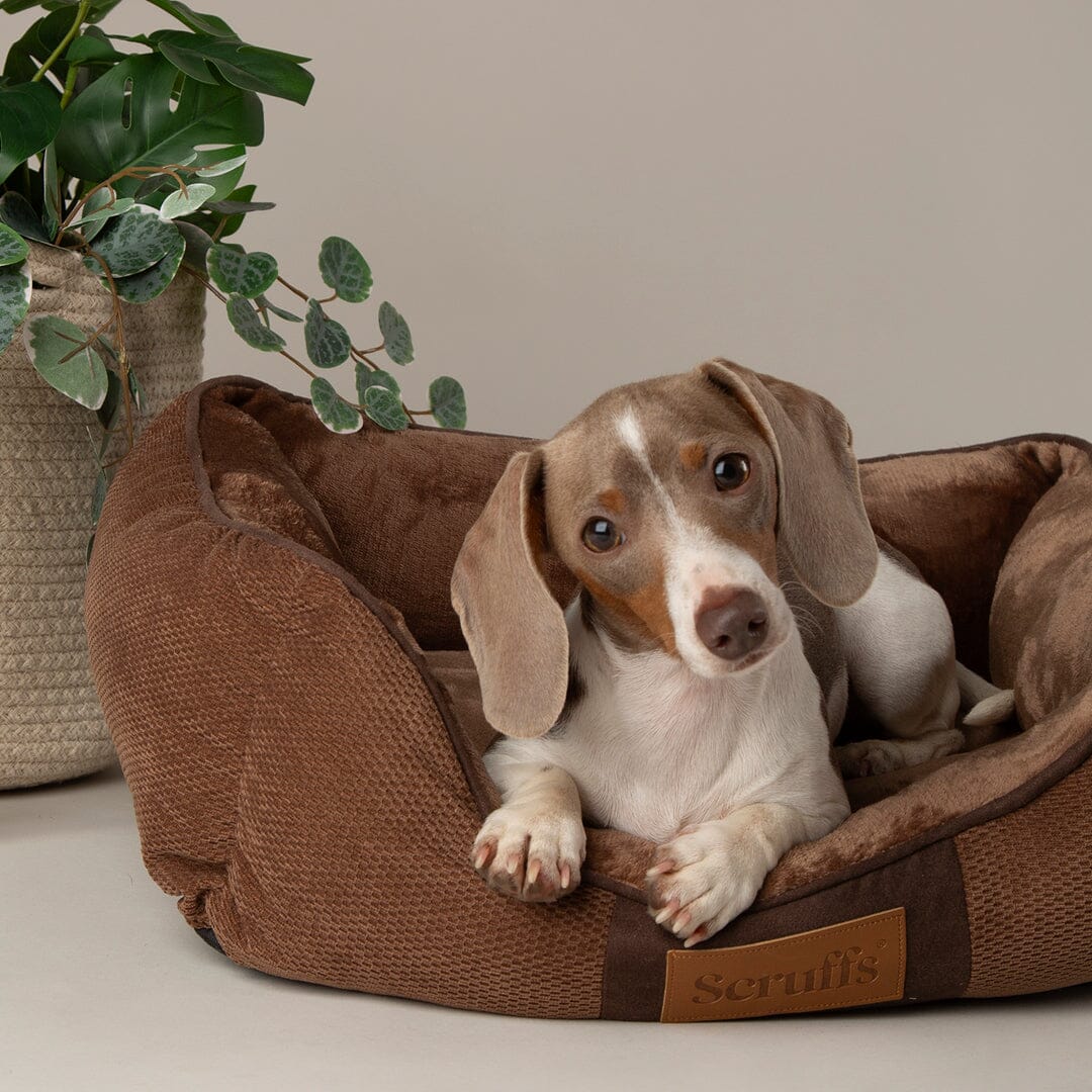 Chester Box Dog Bed - Chocolate Brown Dog Bed Scruffs® 
