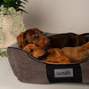 Chester Box Dog Bed - Graphite Grey Dog Bed Scruffs® 