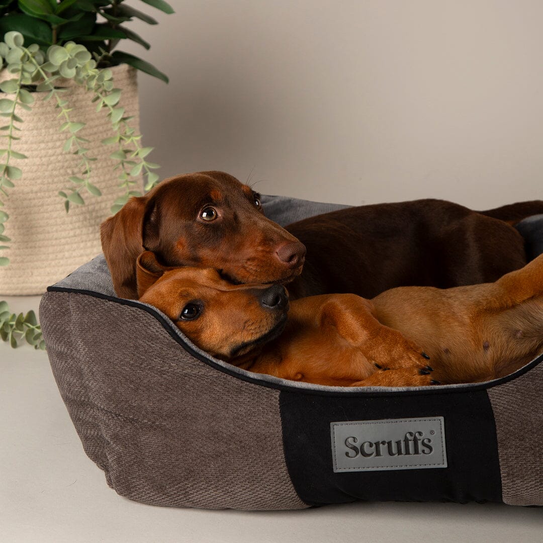 Chester Box Dog Bed - Graphite Grey Dog Bed Scruffs® 