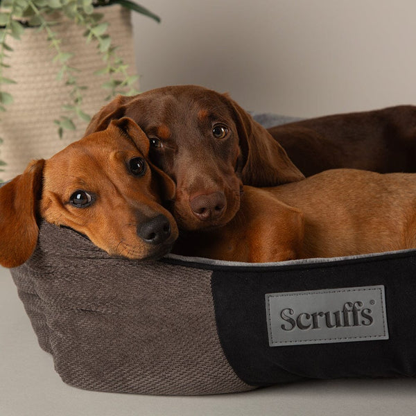 Chester Box Dog Bed - Graphite Grey Dog Bed Scruffs® 
