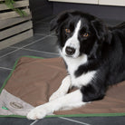 Insect Shield Dog Blanket Dog Blanket Scruffs® 