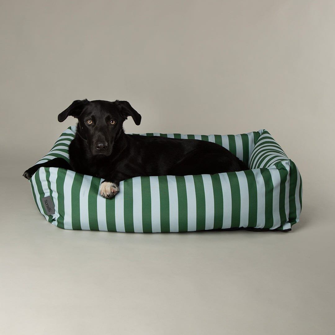 Amalfi Striped Box Dog Bed with green and blue stripes with labrador cross dog on