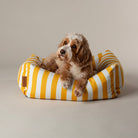 Amalfi Striped Box  Dog Bed - Yellow Dog Beds with cute dog on 