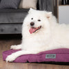 Manhattan Mattress - Berry Purple Dog Bed Scruffs® 