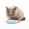 Scruffs Classic Cat & Small Pet Saucer - Blue Scruffs 