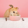 Scruffs Classic Dog Food Bowl - Pink Scruffs 