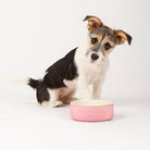 My First Bowl 2 Piece Set - Pink / Cream petslovescruffs 