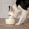 Classic & Icon 2 Piece Dog Food & Water Bowl Set - 19cm | 20cm - Blue/Cream Scruffs 