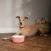 Classic & Icon 2 Piece Dog Food & Water Bowl Set - 19cm | 20cm - Pink/Cream Scruffs 
