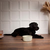 Icon 2 Piece Pet Food & Water Bowl Set - 25cm | 20cm - Cream Scruffs 