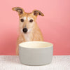 Icon 2 Piece Flat Faced Dog Bowl & Water Bowl - 20cm | 18cm - Light Grey Scruffs 