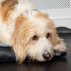 Chateau Orthopaedic Dog Mattress - Dove Dog Bed Scruffs® 