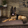 German shepherd dog on Hilton Orthopaedic Mattress - Chocolate Brown Dog Bed by Scruffs® 